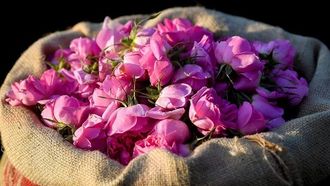 استكشاف موسم إنتاج ورد التولة في الطائف