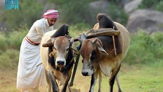 Aseer Farmers Maintain Traditional Plowing Methods
