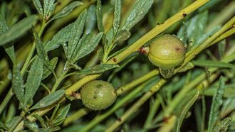 Arabian Almonds Brighten Northern Borders Landscape