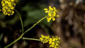 Wild Mustard Returns To Northern Borders Region