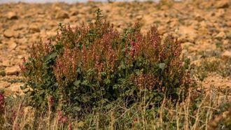 عودة النباتات البرية إلى منطقة الحدود الشمالية