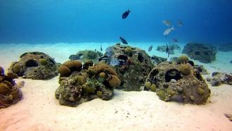 إطلاق مبادرة حدائق المرجان في أبوظبي