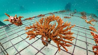 أبوظبي تخطط لزراعة أكثر من 4 ملايين شعاب مرجانية