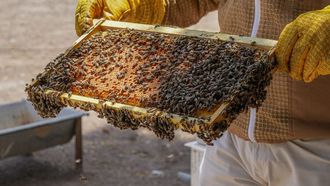 ADAFSA Supports Emirati Honeybee Sustainability