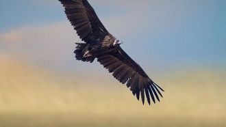 نسر أسود أوراسيا رُصد في المحمية