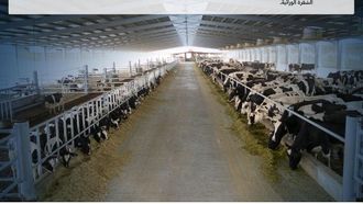 تحديد موقع الاختبارات الجينية لإنتاجية الأبقار في المملكة العربية السعودية