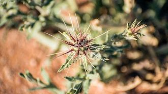 عشبة المرار في منطقة الحدود الشمالية