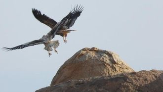 منطقة الحدود الشمالية: محطة رئيسية للطيور