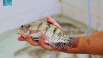 Qassim's Key Role In Fish Production