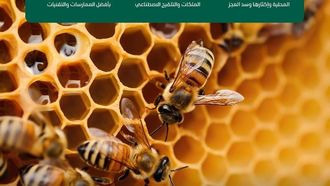 محطات جديدة لتربية ملكات النحل في المملكة العربية السعودية