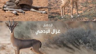 ولادة الحيوانات البرية في محمية الملك خالد