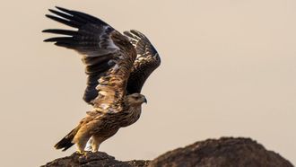 Saudi Arabia Marks World Migratory Bird Day