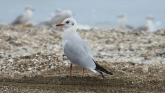 EPAA's Study On Seabirds And Marine Debris