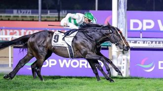 خيول ميدان جاهزة للسباقات العالمية