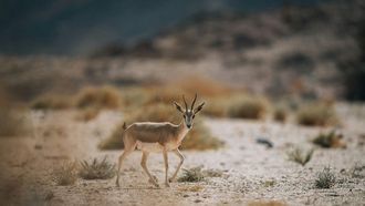 NEOM Nature Reserve Reintroduces Six Species