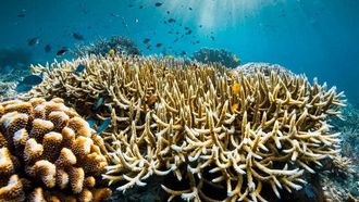New Documentary On Ocean Conservation Premieres