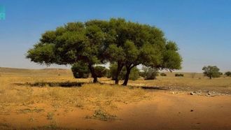 إحياء أشجار الطلح في المملكة العربية السعودية