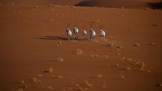 Uruq Bani Ma’arid Joins IUCN Green List