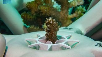 المجتمع ينضم إلى مبادرة تبني المرجان في جدة