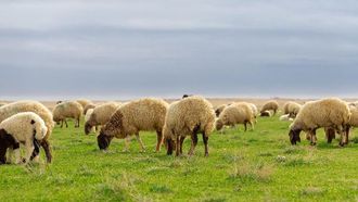 دور الثروة الحيوانية في اقتصاد منطقة الحدود الشمالية