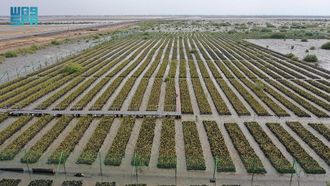 NCVC's Successful Mangrove Cultivation Projects