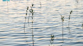 Volunteer Mangrove Planting Initiative Launched