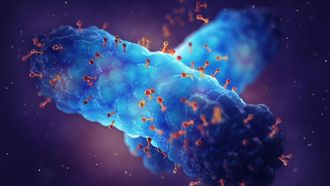 Localising PhageGuard Technology For Poultry Safety