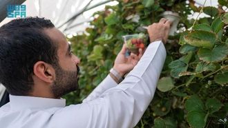 مزارع الفراولة: السياحة البيئية في العمارية