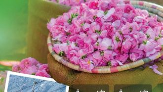 تطوير شبكة الطرق في الطائف يعزز السياحة