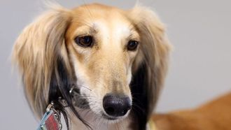 السلوقي العربي يُعرض في معرض أبوظبي