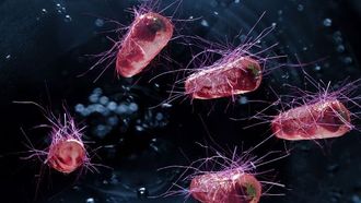 سلالة جديدة من البكتيريا طورها العلماء