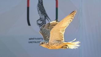 Emirates Falcons Cup To Start In 2025–2026