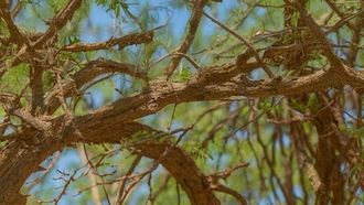 European Roller Autumn Migration Stopover