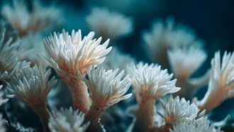 Great Barrier Reef Suffers Severe Coral Bleaching