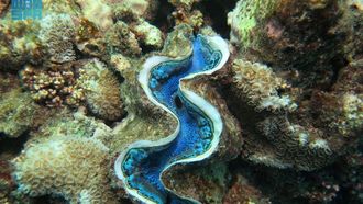 Saudi Arabia Protects Marine Ecosystems From Invasive Species