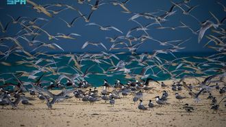 Saudi Arabia's Role In Migratory Bird Protection