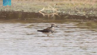 First Pectoral Sandpiper Recorded In Saudi Arabia