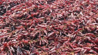 Tunisian Women Crafting Red Pepper Harissa