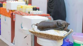 استكشاف السمن البري في الحدود الشمالية