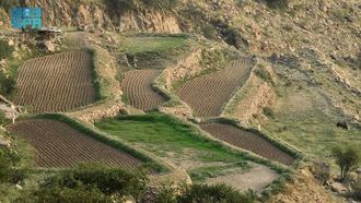 الاعتدال الربيعي يصادف بداية موسم الزراعة في عسير