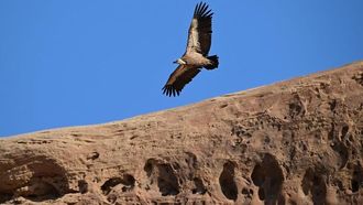 مشاهدة نسر روبل في العلا