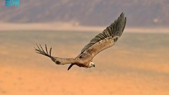 Eurasian Griffon Vultures Travel 245,000 Km