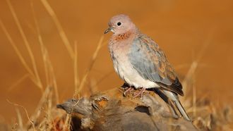 NCW Launches 2025-2026 Hunting Season