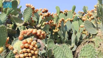 جهود إنتاج التين الشوكي في تونس