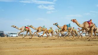 إبل الطائف تصل قيمتها إلى ربع مليار ريال