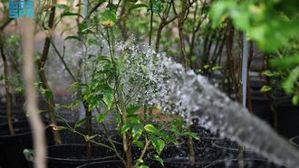 Saudi Reef~~s Afforestation Efforts Exceed 15 Million Seedlings