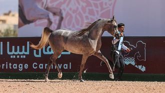 اختتام بطولة الخيل العربية الأصيلة في بنغازي