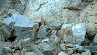 Arabian Lynx Sighting In Fujairah Reserve