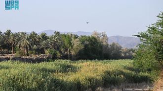 Biodiversity Of Wadi Al-Aqiq In Madinah