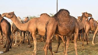 Camels In Jazan: A Cultural Legacy